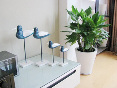 富贵生财的家居风水植物