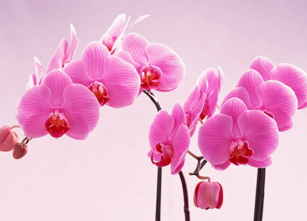 鲜花在家居风水中有啥作用 五行属火选择颜色与对应的方位风水有讲究