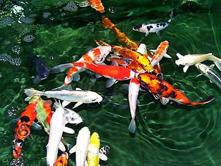 你的财运最近如何?如果不是很乐观,那么看看试试这个很灵的改运方法吧。 找出财位 风水鱼最大的功能是添财添禄,其次才为化煞驱邪。不论在办公室或者住家,要摆设风水鱼缸,第一步一定要找出合适的方位,唯有摆对了位置,才能够让鱼缸提升致转运的境界,而不仅仅只是美化环境的单一效果。而家中的明财位一般处于对角线的位置,不论大门开在哪一个方位,打开大门之后的对角线,一般相信是住宅中的明财位,鱼缸放在这里,一开门就能看到,视觉上相当抢眼,对财运也可发挥提升作用。 要养几只鱼才合适? 养多少鱼当然与鱼缸的大小有必然的关系,饲主要考虑到太拥挤的空间会造成鱼类生存困难。除此之外,根据易经八卦相生相克的道理,鱼只数目以2、6、7的倍数为佳。 养什么颜色的鱼最适合? 传统观念中,大红大紫的金鱼相当福气,除了这个广受欢迎的色彩之外,饲主不妨在鱼缸中种植些水草,让翠绿的颜色发挥中和五行的功效。 鱼养死了怎么办? 有人认为,鱼只一下子死亡太多,表示它们替你抵挡了煞气,但不管如何,把鱼养死了,绝对是风水大忌,饲主一定要马上把死掉的鱼捞出来,补上新的鱼。 如果怕活的鱼容易死,养假的鱼可以吗? 养鱼的目的就是借重鱼的活力与生气,如果在鱼缸里面放假的鱼,随波逐流,了无意义,还不如不要养