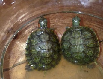 家庭养龟的风水